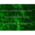 Rat Primary Mammary Epithelial Cells